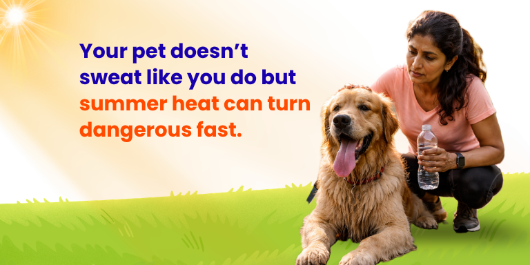 How To Protect Your Pet From The  Scorching Heat